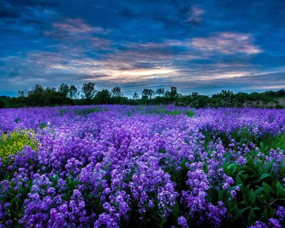 Чабрец Лаванда Полевая