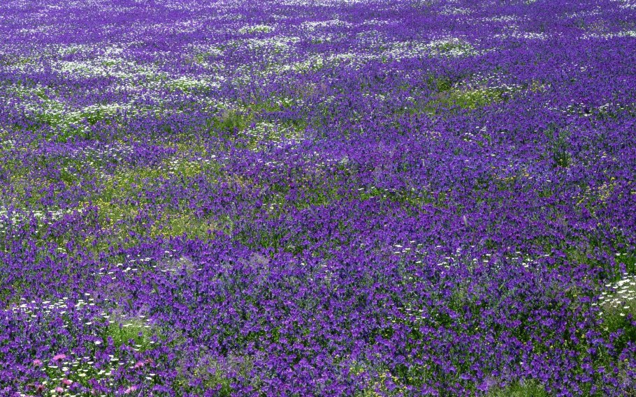 Старозолотовский Хутор Лавандовое поле