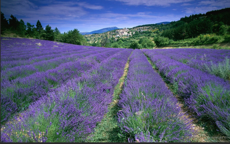 Вереска Луга Шотландия