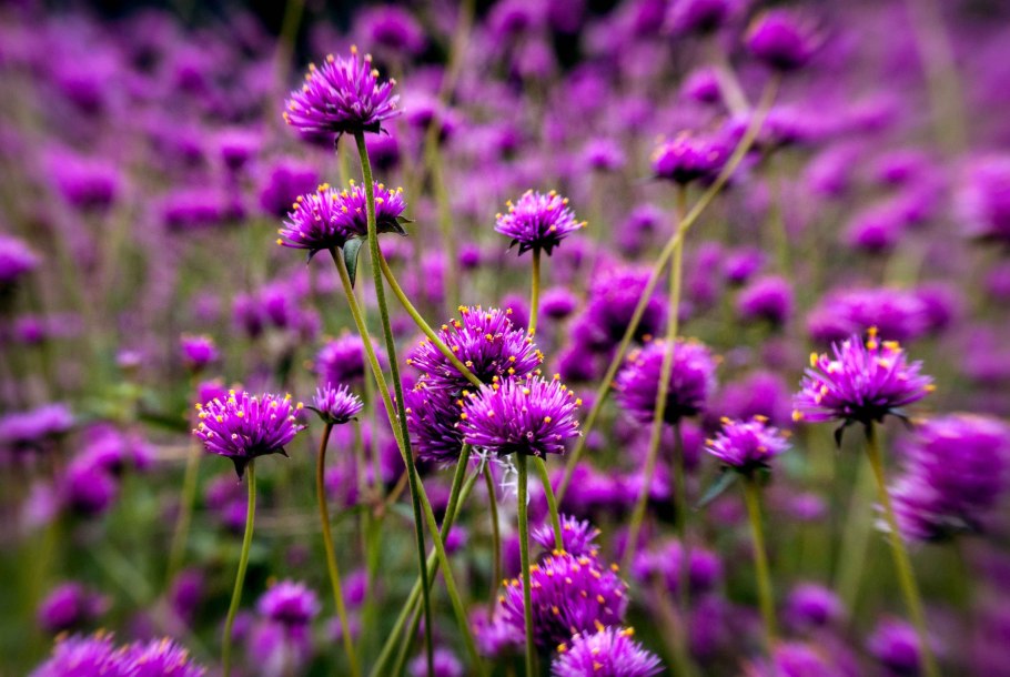 Цветы лиловые полей