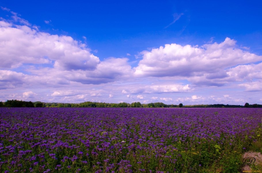 Уайлдфлауэр, фиолетовый Луговой