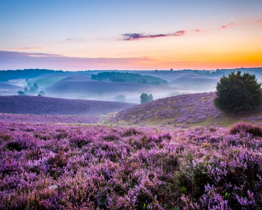 Вересковая Пустошь Эстетика