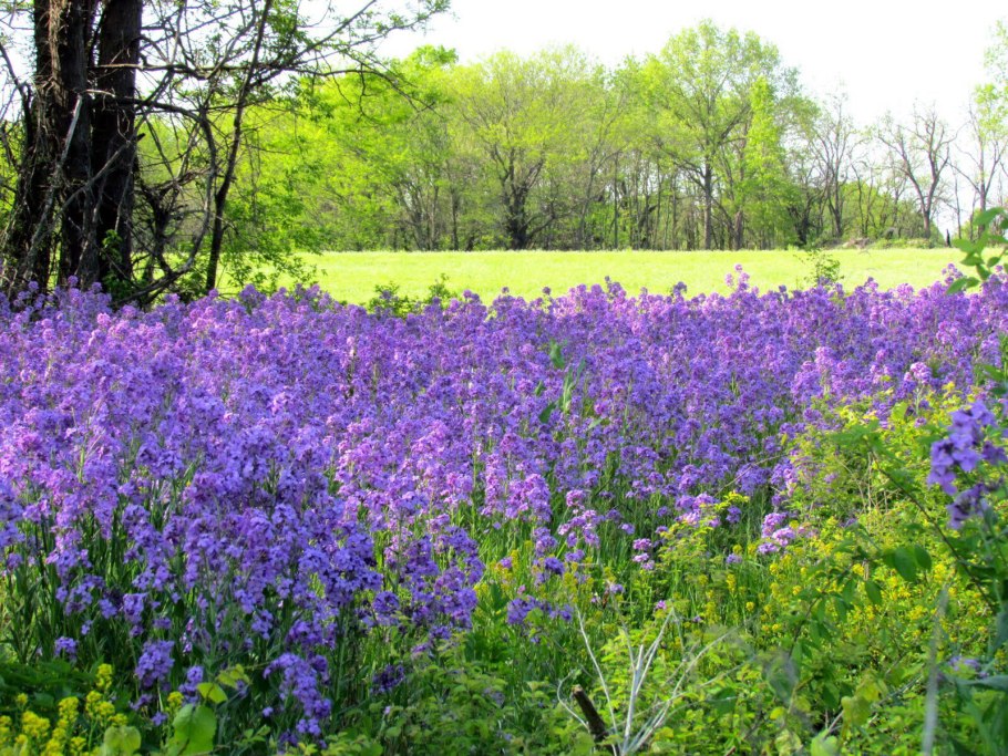 Англия поле ферма Лаванда