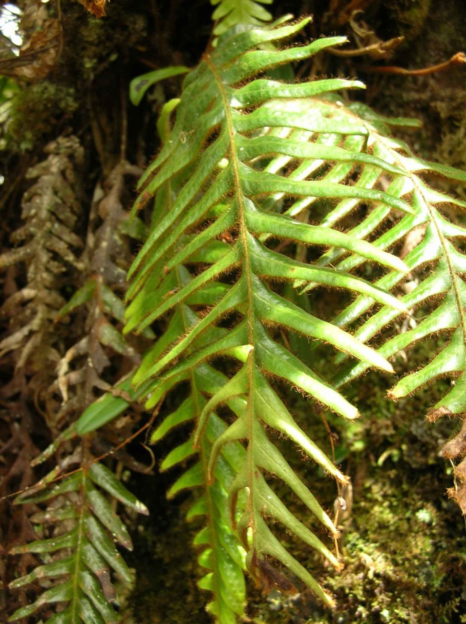 Стоножник папоротник