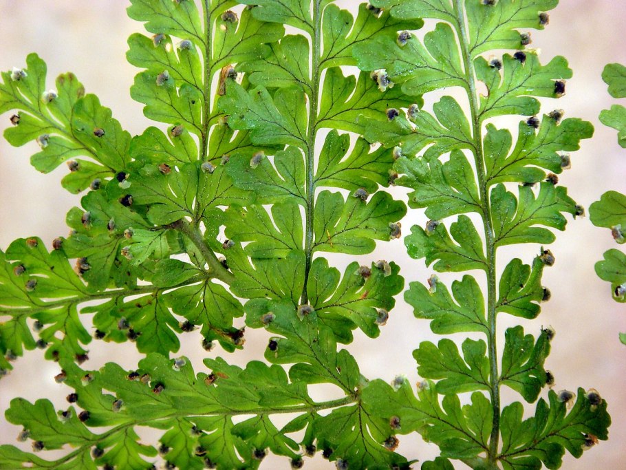 Обыкновенная мухоловка многоножка