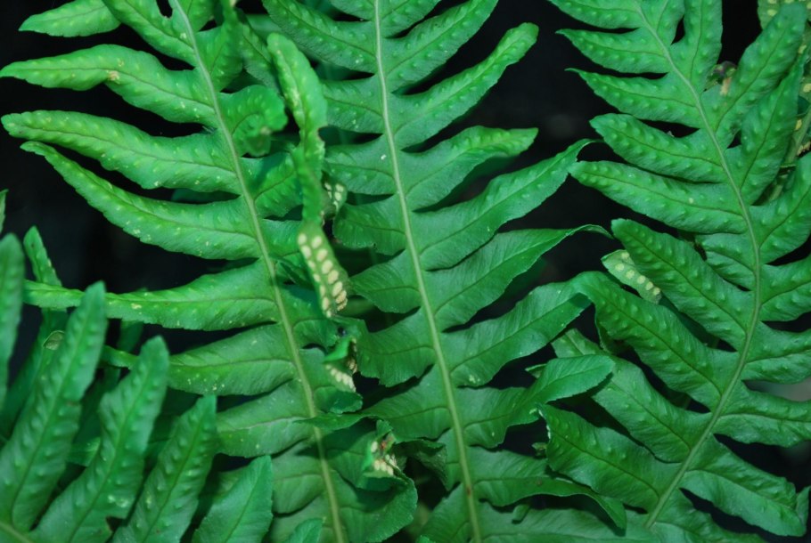 Птеридофиллум Pteridophyllum