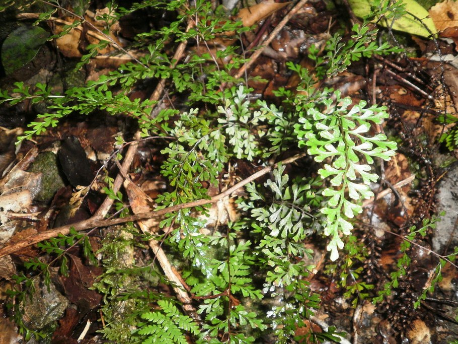 Многоножковые папоротники представители
