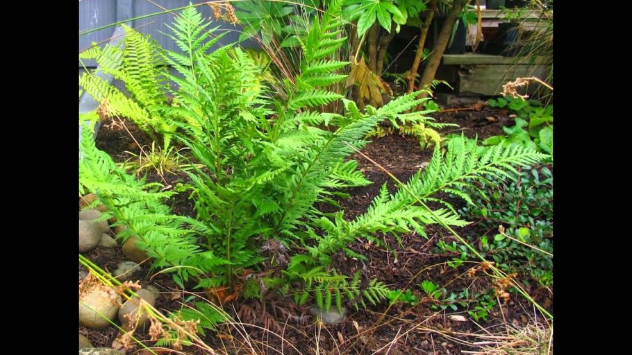 Адиантум стоповидный