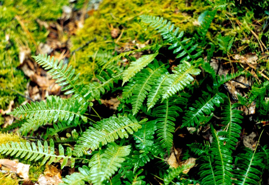 Многоножковые (семейство)