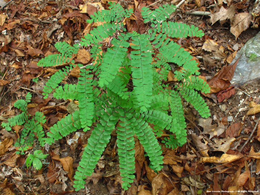 Polypodium cambricum
