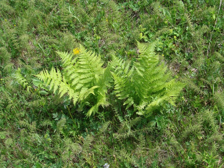 Многоножка Polypodium vulgare