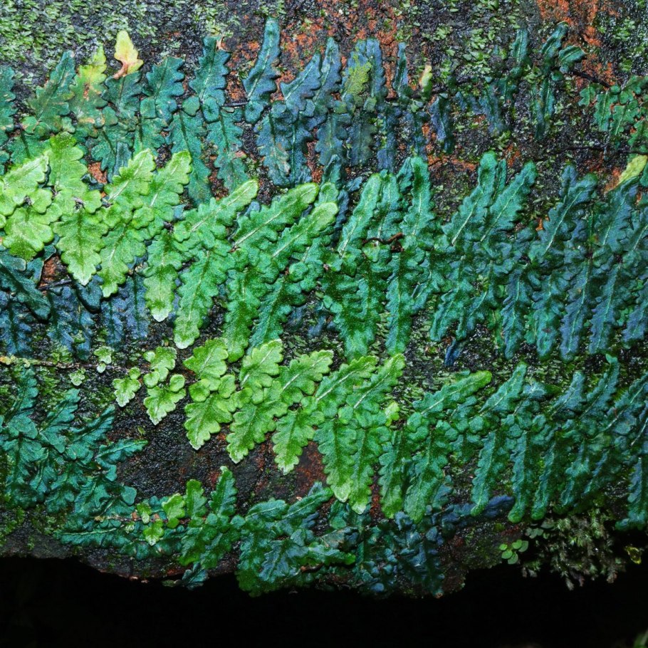 Червь многоножка Земляной многоножка