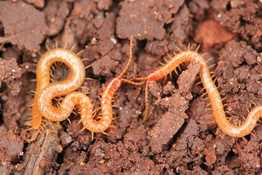 Pleopeltis polypodioides