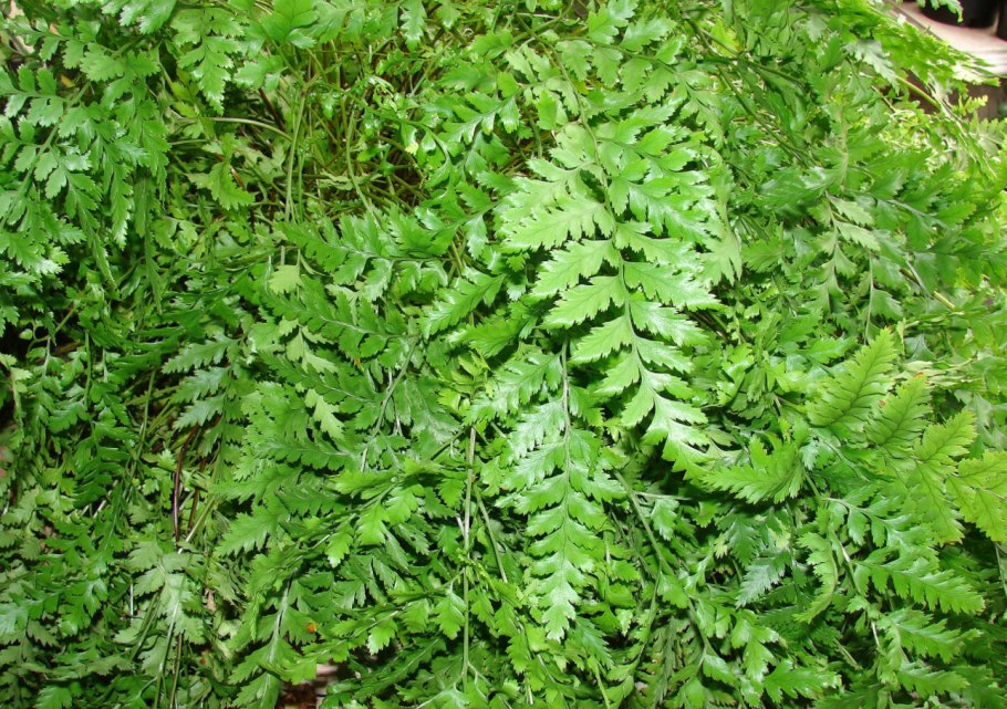 Адиантум стоповидный