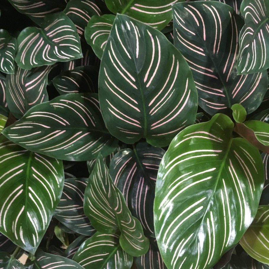 Maranta arundinacea