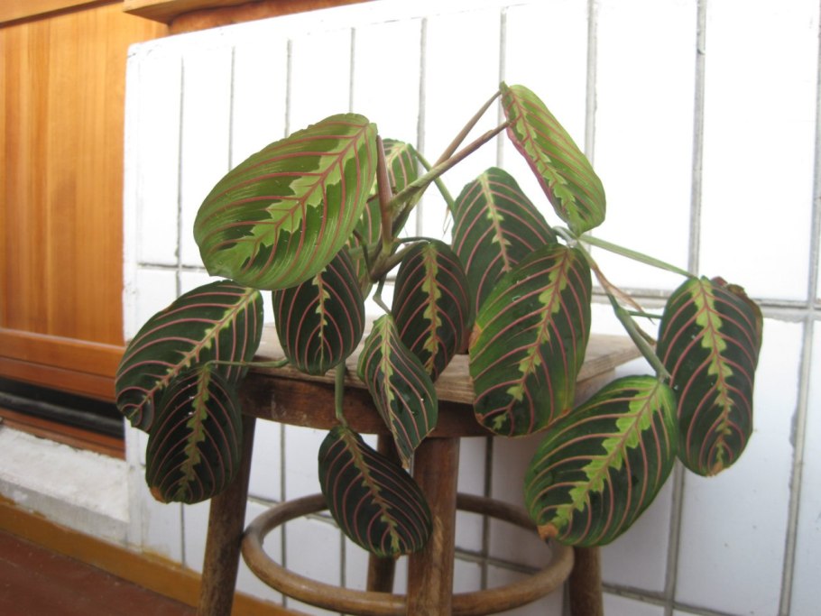 Калатея ктенанта