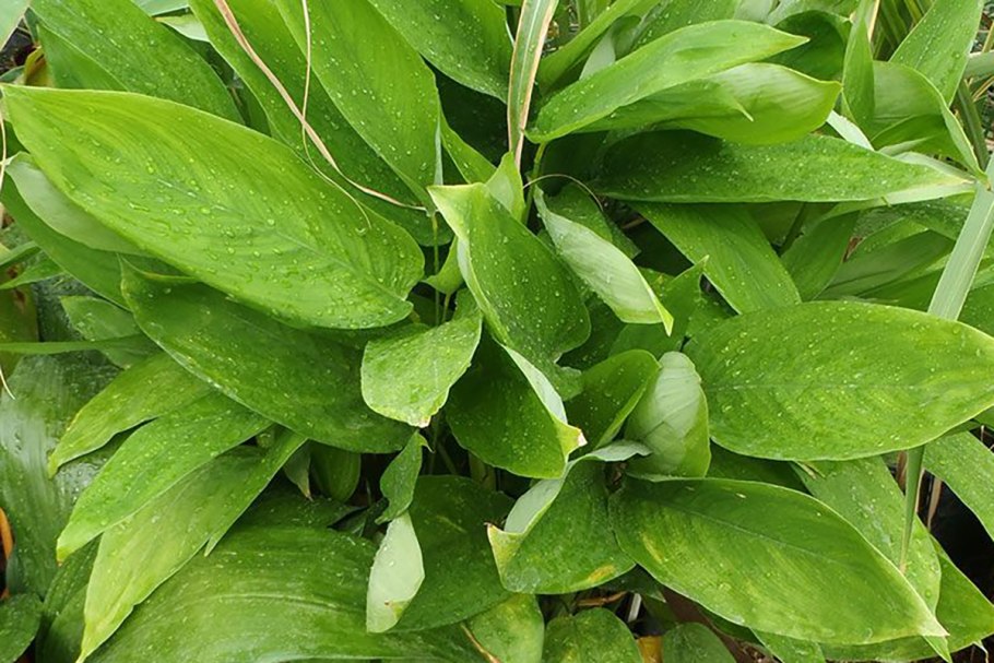 Ктенанта setosa