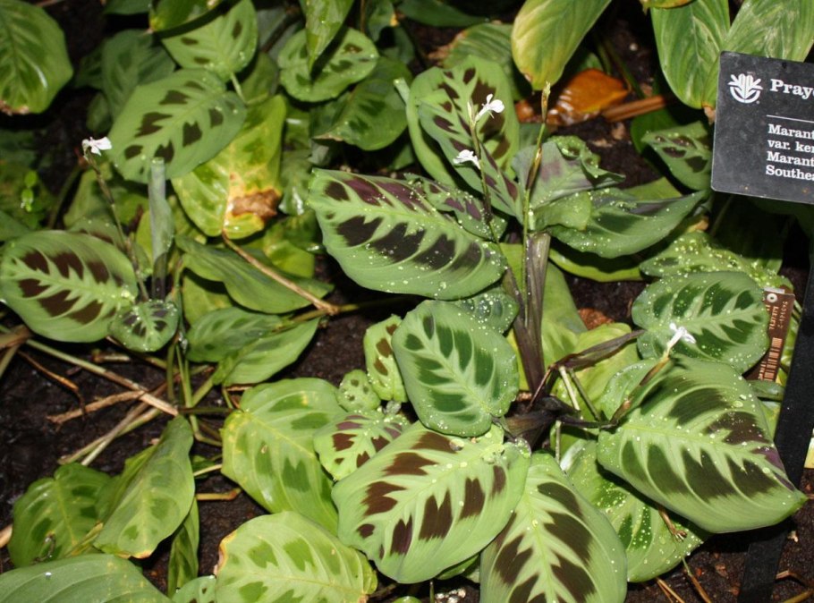 Маранта беложильчатая «Фасцинатор»