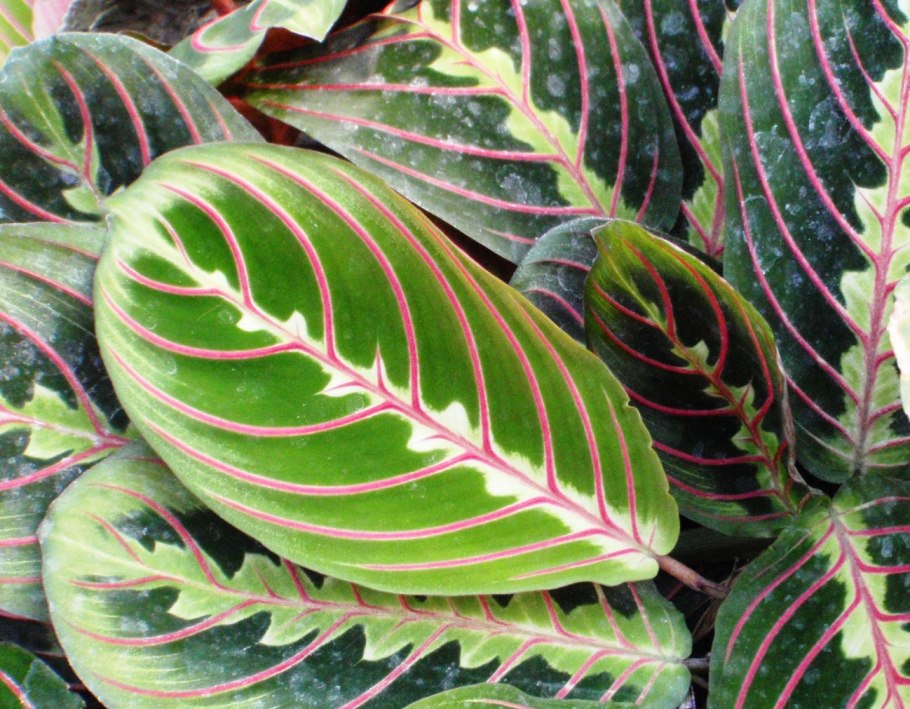 Маранта биколор