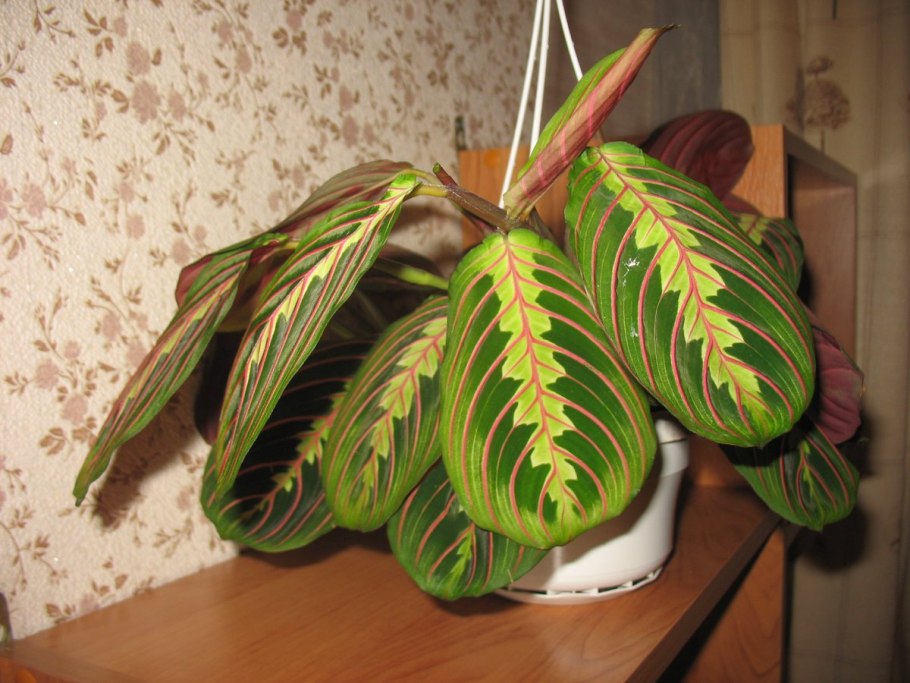 Маранта амабилис