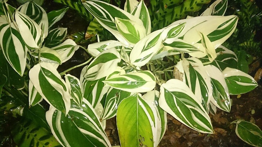 Maranta arundinacea variegata