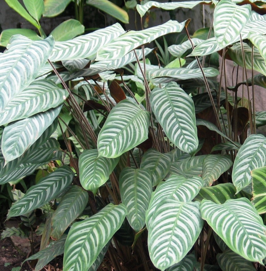 Маранта тростниковая