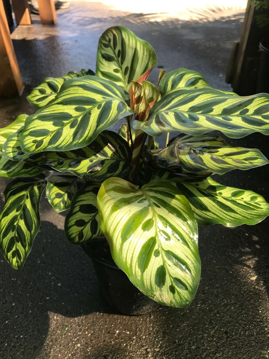 Калатея Псевдовейчиана (Calathea pseudoveitchiana)