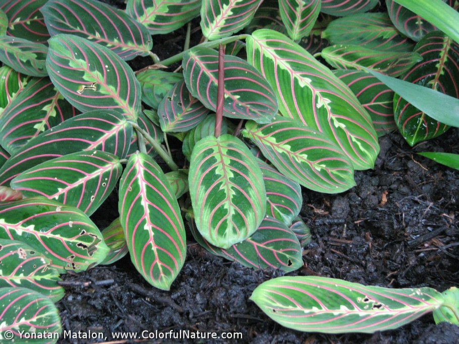 Маранта трехлистная