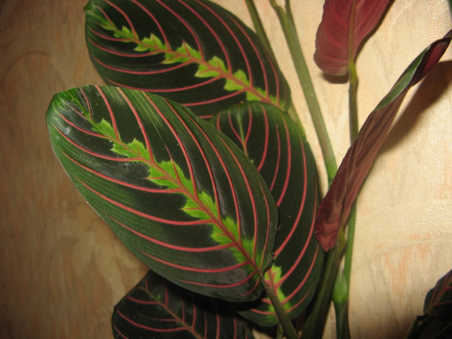Маранта красножильчатая