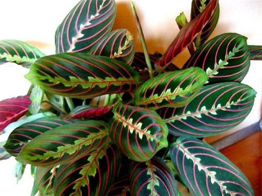 Маранта ктенанта