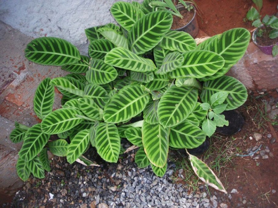 Calathea zebrina