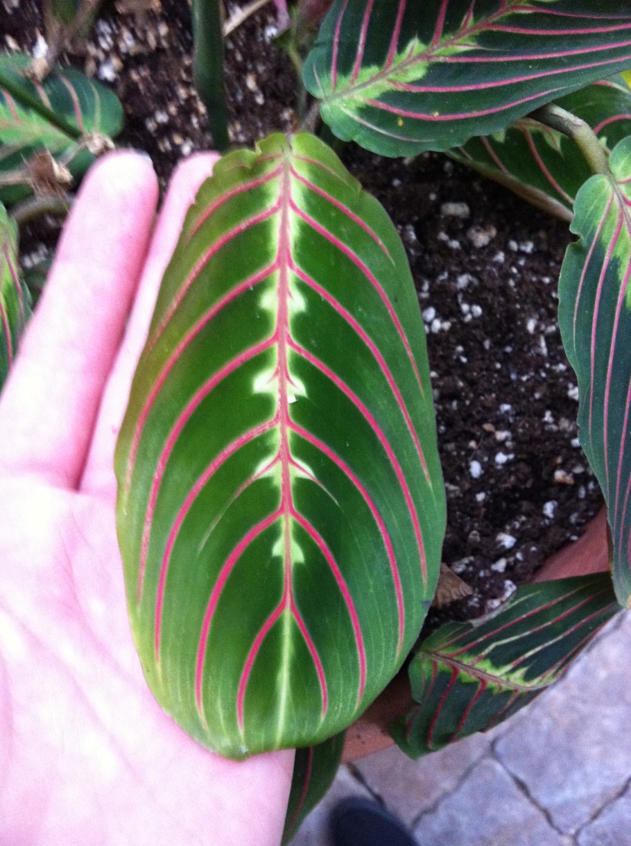 Калатея ктенанта Амабилис