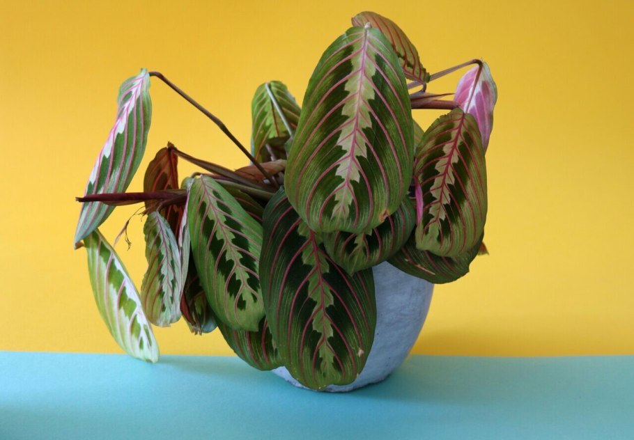 Маранта фасцинатор триколор