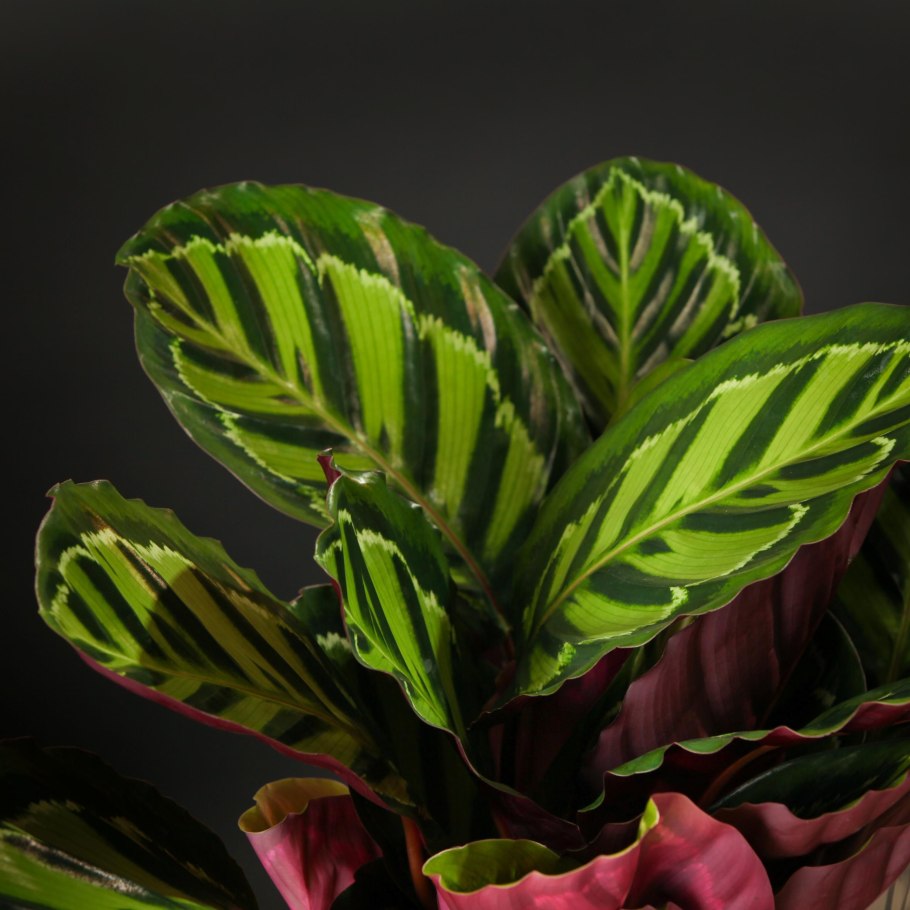 Калатея розеопикта иллустрис