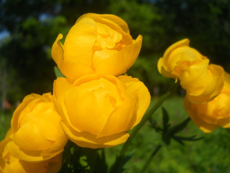 Купальница махровая