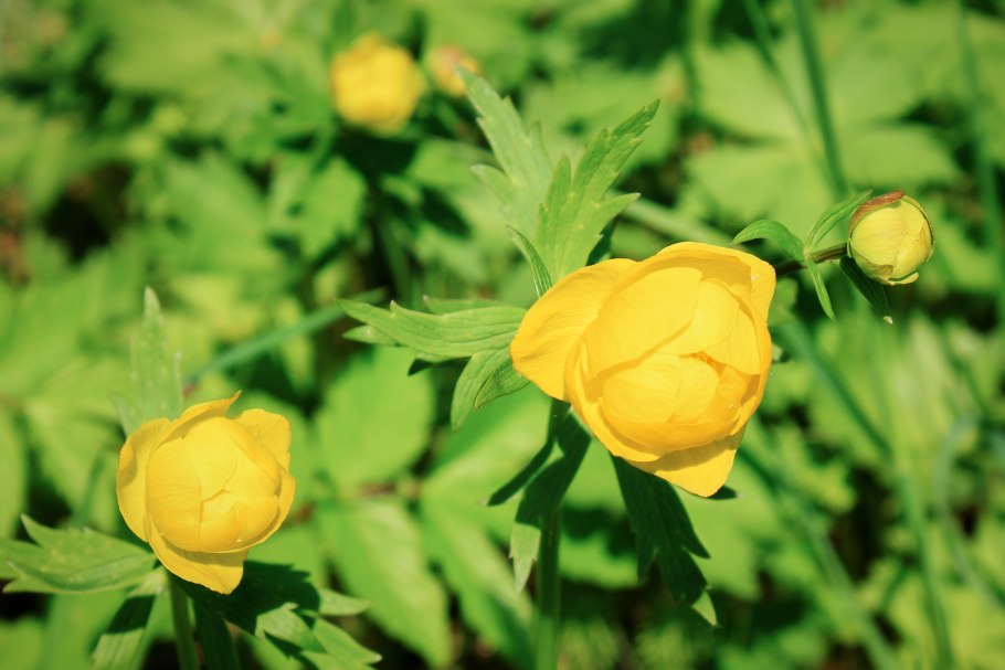 Растение купальница европейская