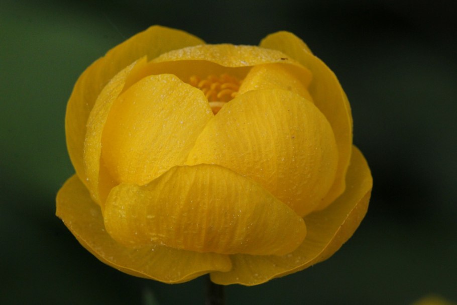 Цветок купальница