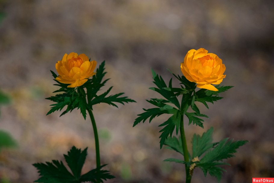 Купальница сибирская