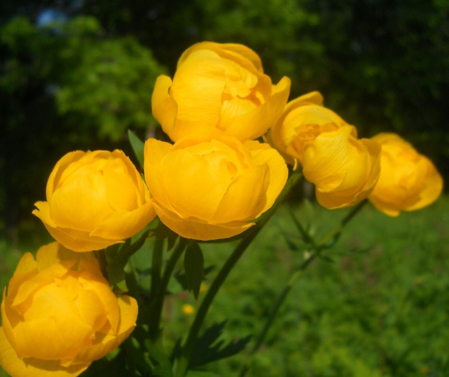 Купальница обыкновенная