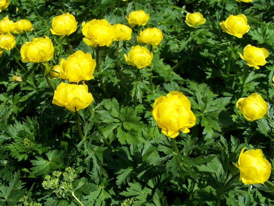 Купальница европейская (Trollius europaeus)