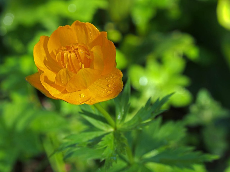 Купальница сибирская