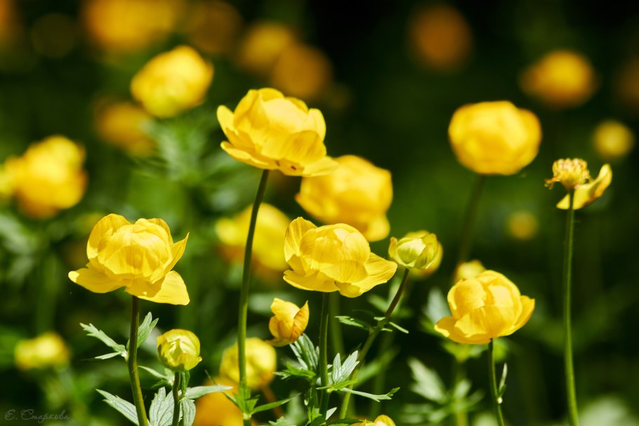 Купальница азиатская Trollius asiaticus