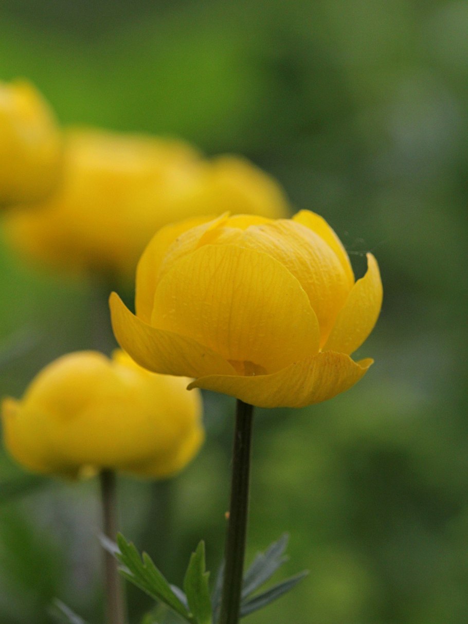 Желтые цветы купальница