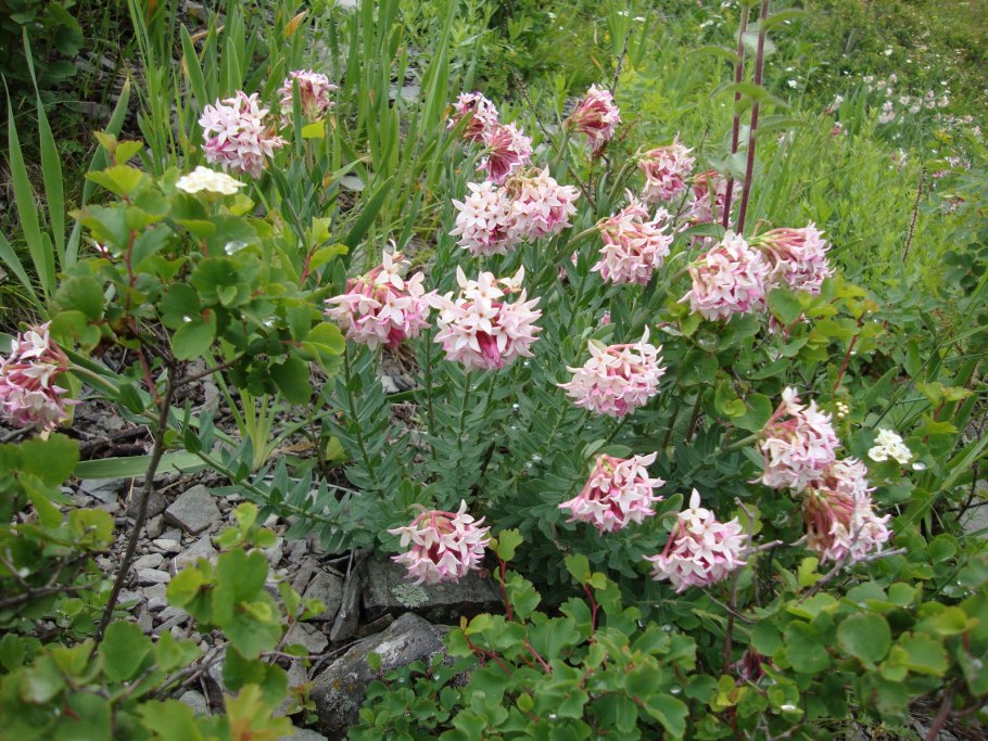 Stelleropsis altaica