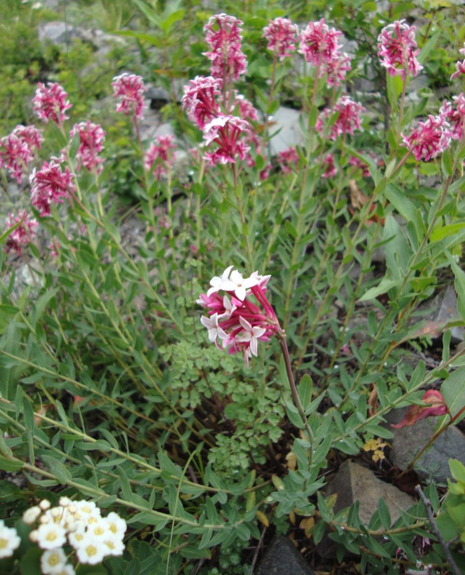 Stelleropsis altaica