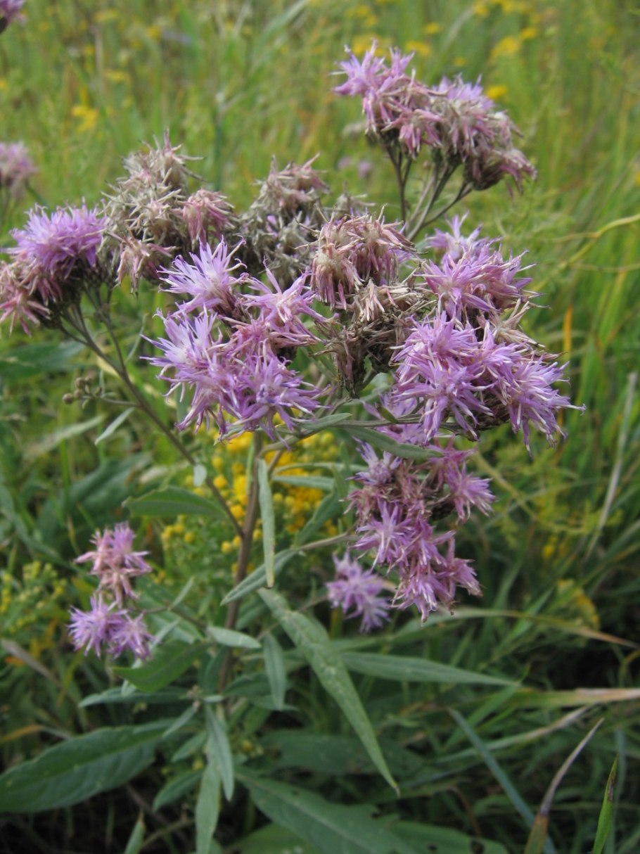 Хутинский заказник Тыва