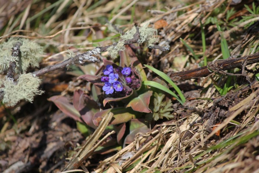 Ветреница Сахалинская