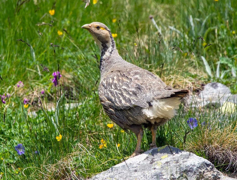 Колокольчик доломитовый Кампанула