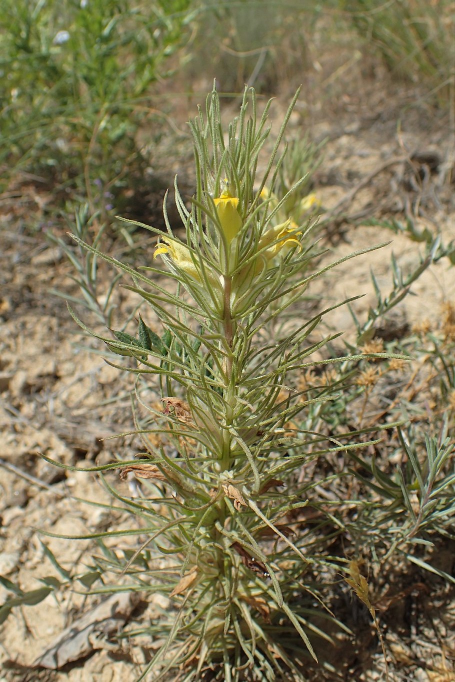 Ягнятник в Лесото