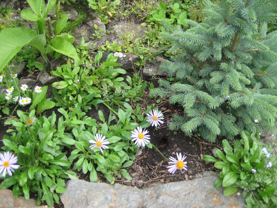 Рододендрон горный кавказский